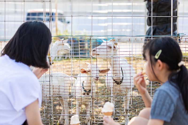 動物たちとふれあい体験