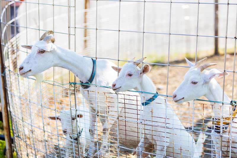 動物たちとふれあい体験