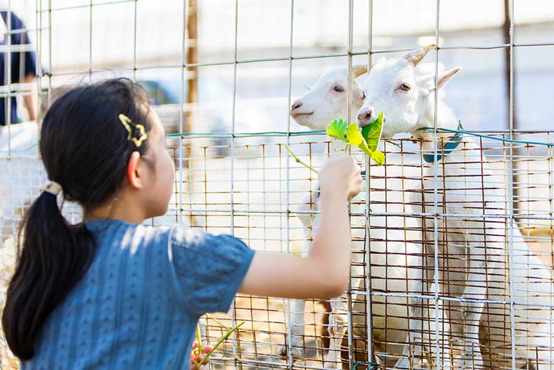 動物たちとふれあい体験