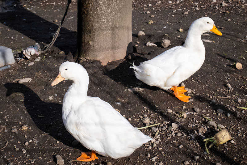 動物たちとふれあい体験