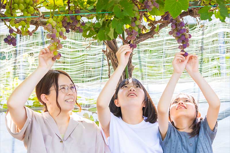 ブドウ狩り