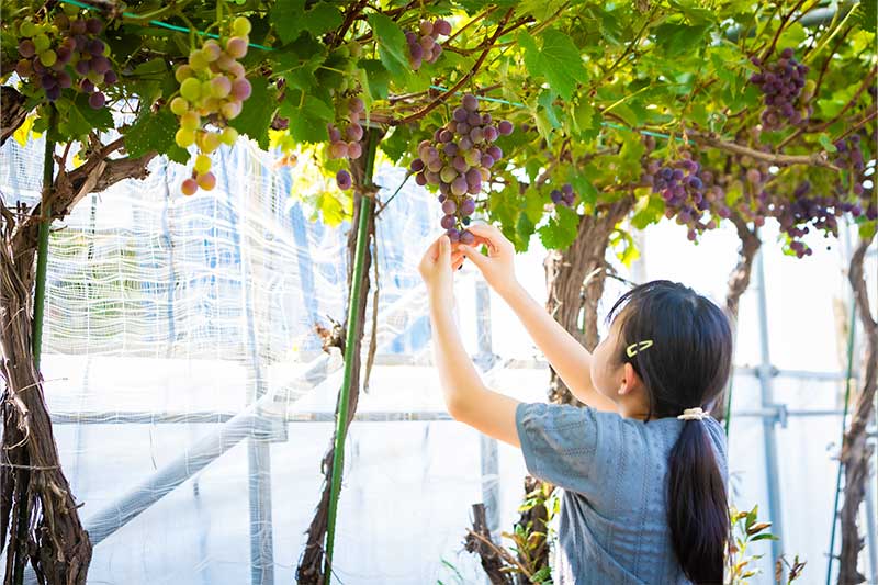 ブドウ狩り