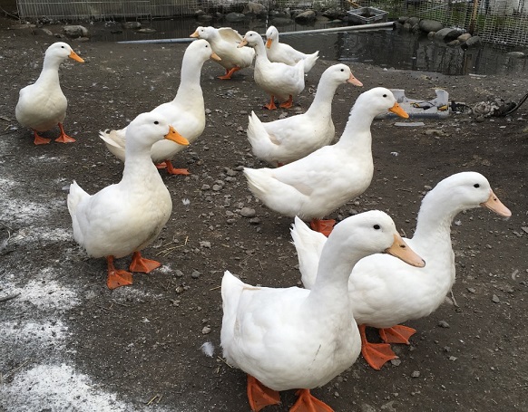 アヒルとヤギ げんきに過ごしています うみたてたまご たまご園田村農園