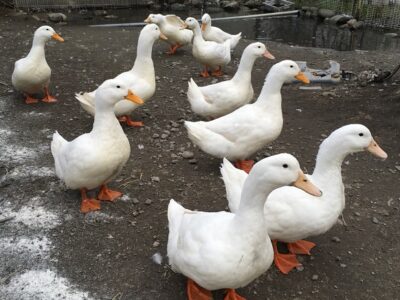 アヒルとヤギ げんきに過ごしています