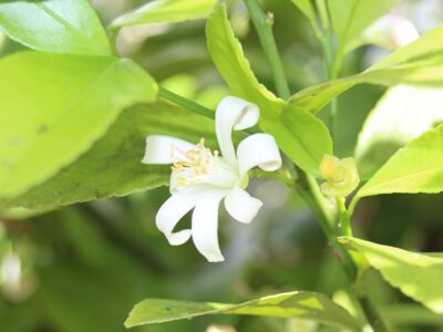 レモンの花 咲き始めました