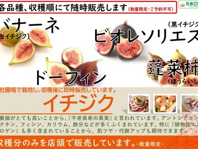 いちじく・レモン・ゆず 販売中！